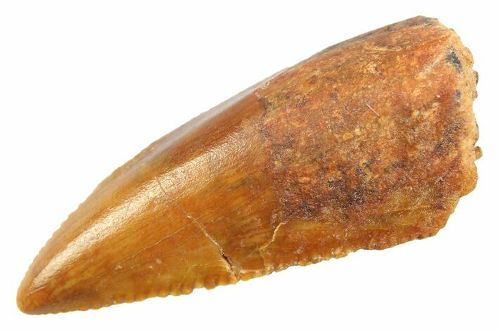 Serrated, Raptor Premaxillary Tooth - Real Dinosaur Tooth #347050